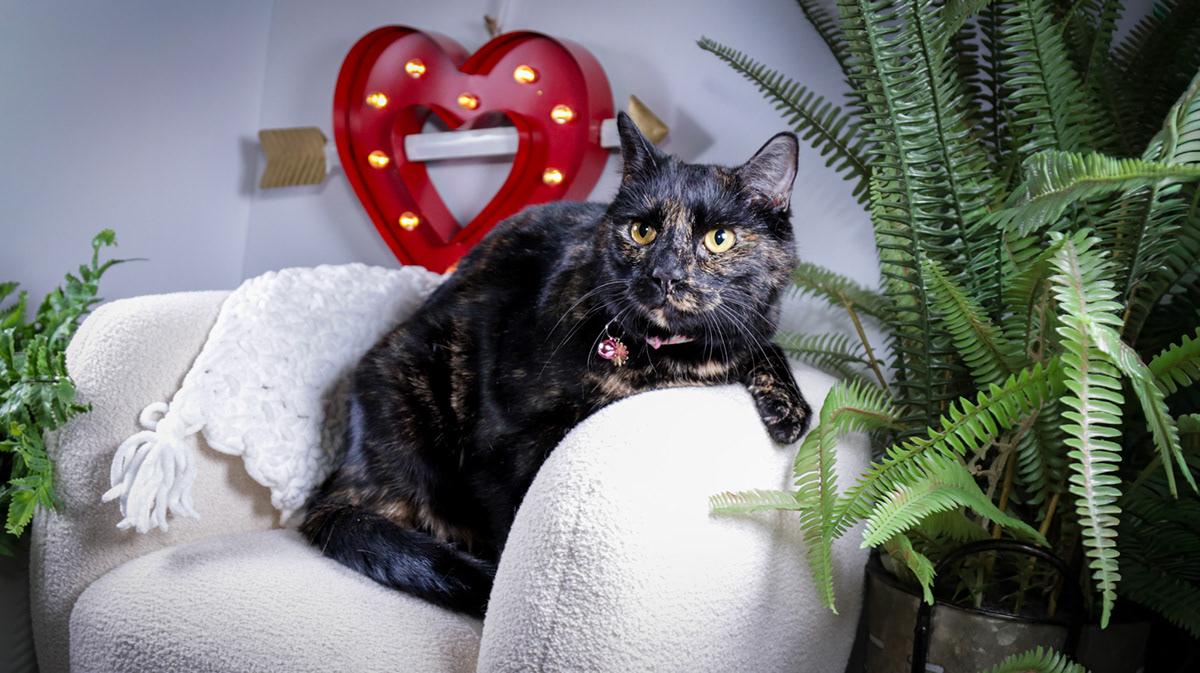 Enlarge Kyle (Ash) & Amy ( Evee), a Adoptable mixed breed in Parker, TX image 2/6