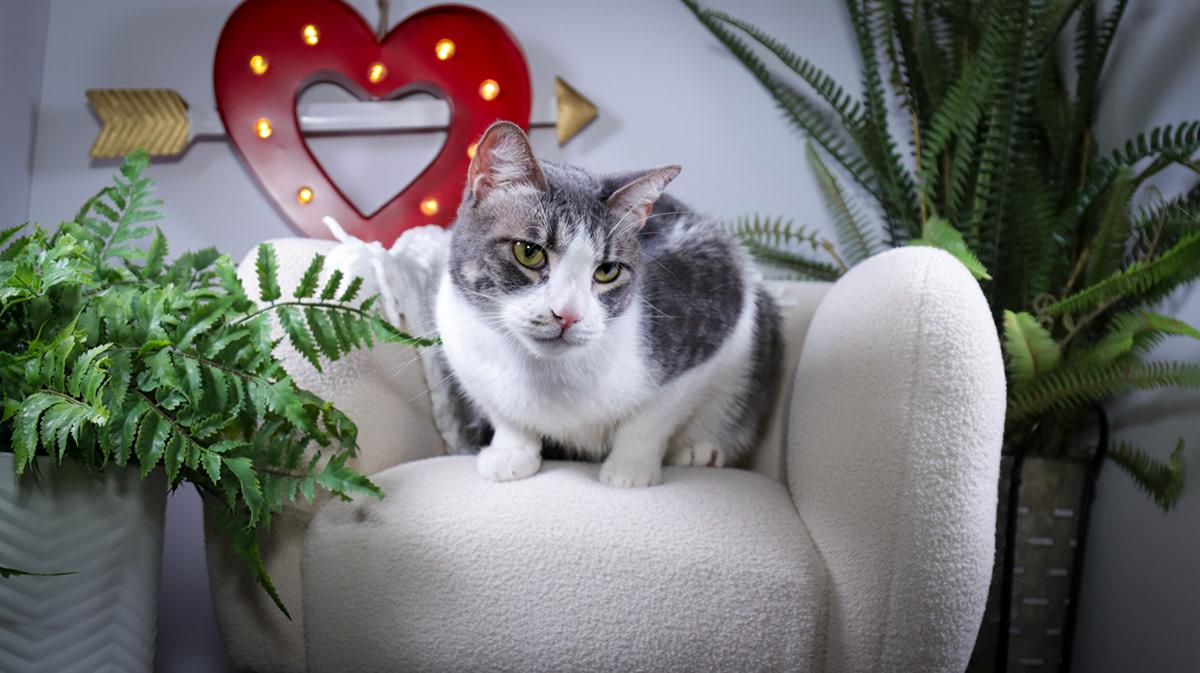 Kyle (Ash) & Amy ( Evee), Adoptable, Young Male Tuxedo & Domestic Short Hair.