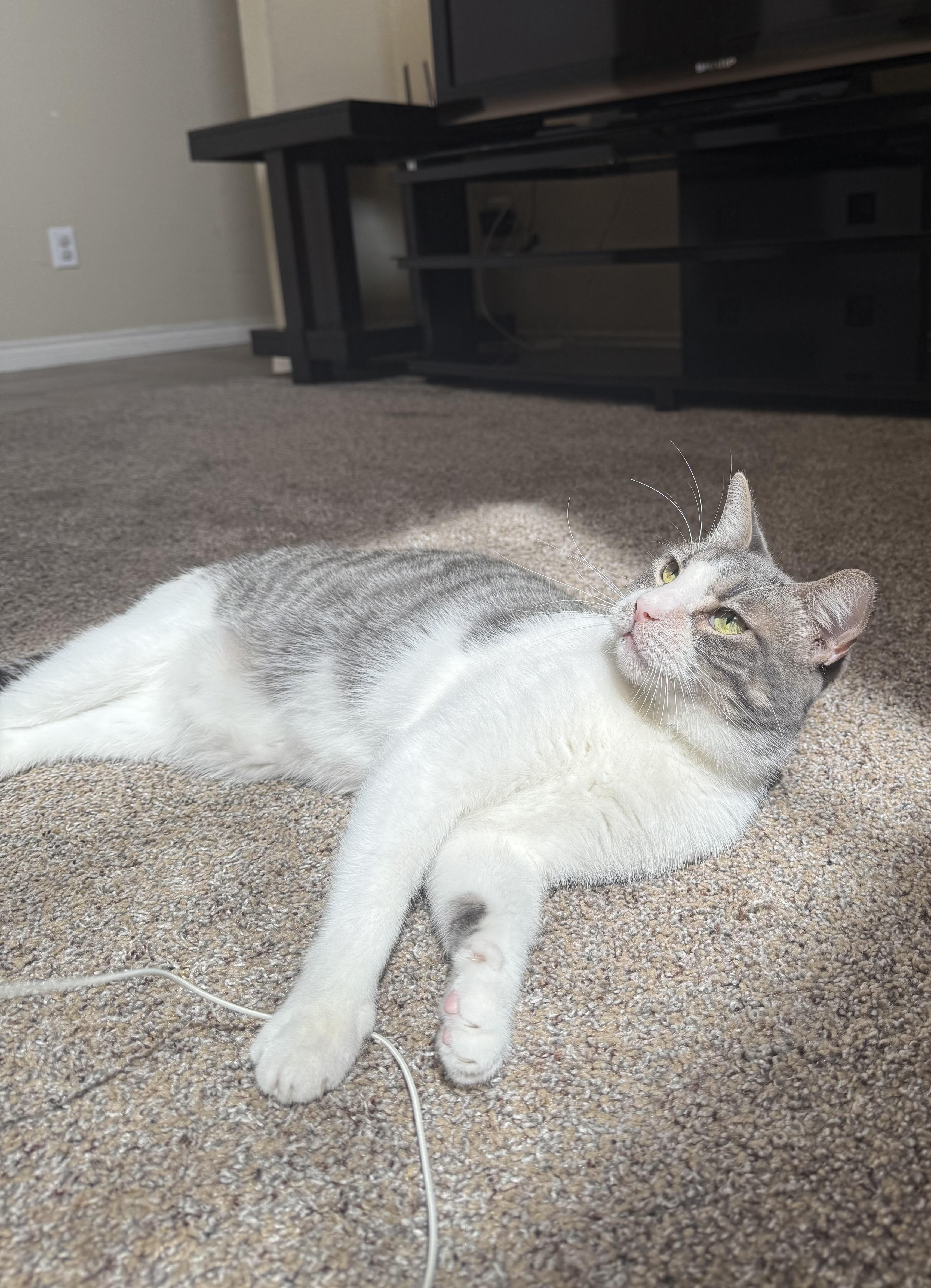 Kyle (Ash) & Amy ( Evee), an adoptable Tuxedo, Domestic Short Hair in Parker, TX, 75002 | Photo Image 2