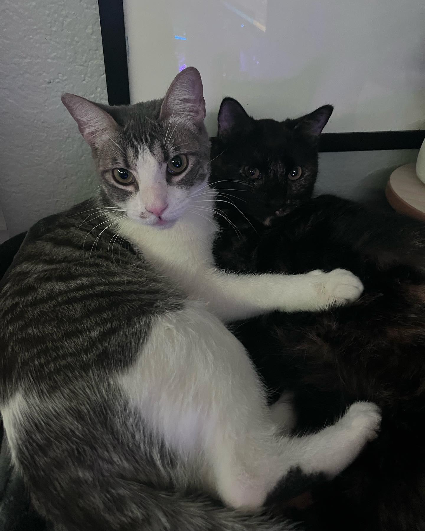 Kyle (Ash) & Amy ( Evee), an adoptable Tuxedo, Domestic Short Hair in Parker, TX, 75002 | Photo Image 1