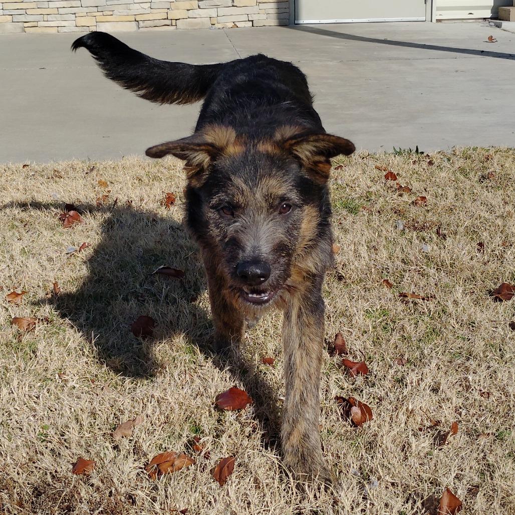 Bagira, Adoptable, Young Male Mixed Breed.