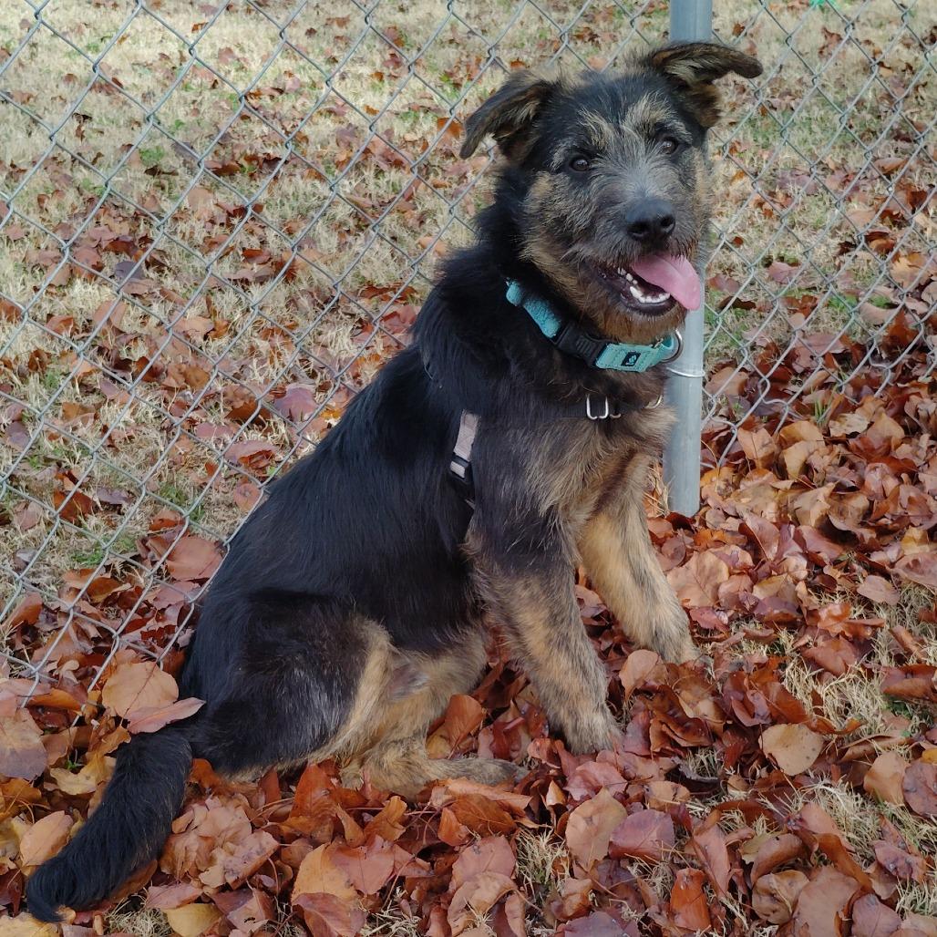 Enlarge Bagira, a Adoptable Mixed Breed in Tulsa, OK image 2/6