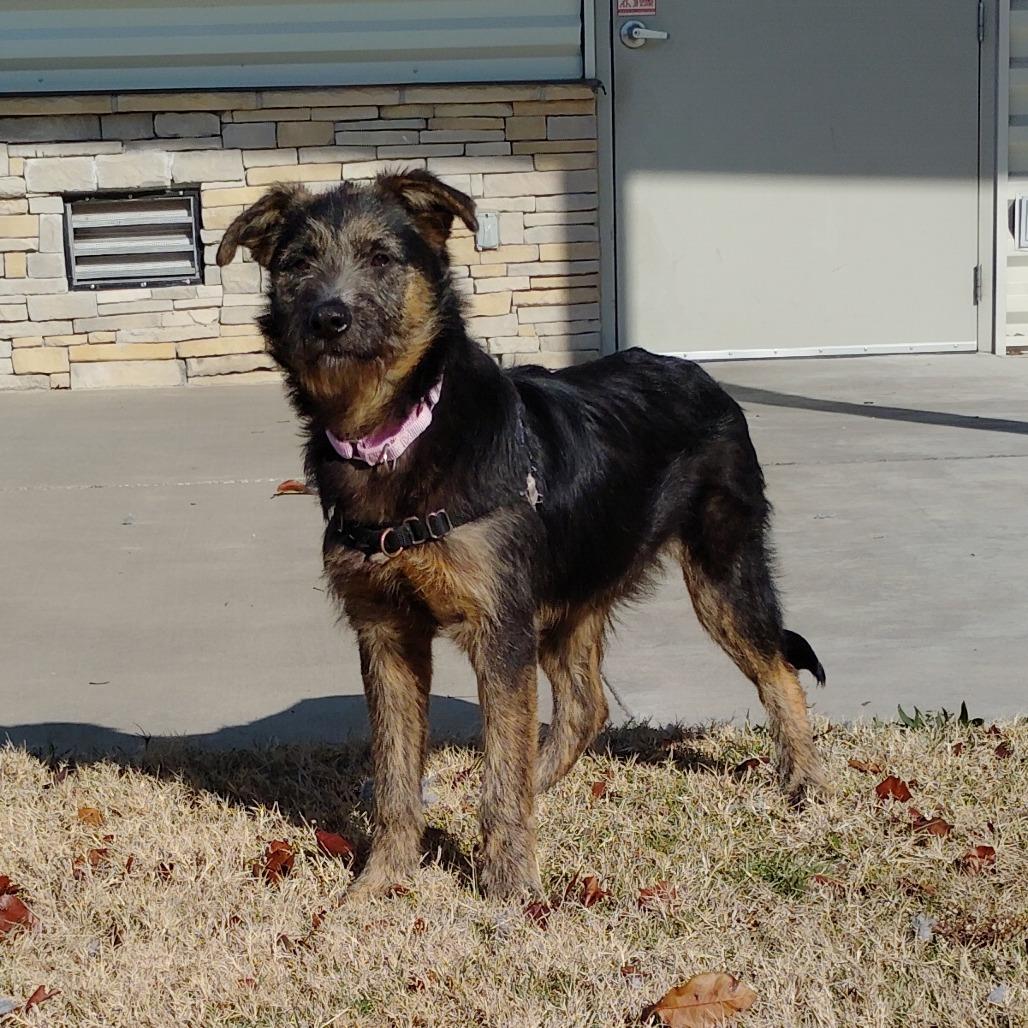 Enlarge Bagira, a Adoptable Mixed Breed in Tulsa, OK image 3/6