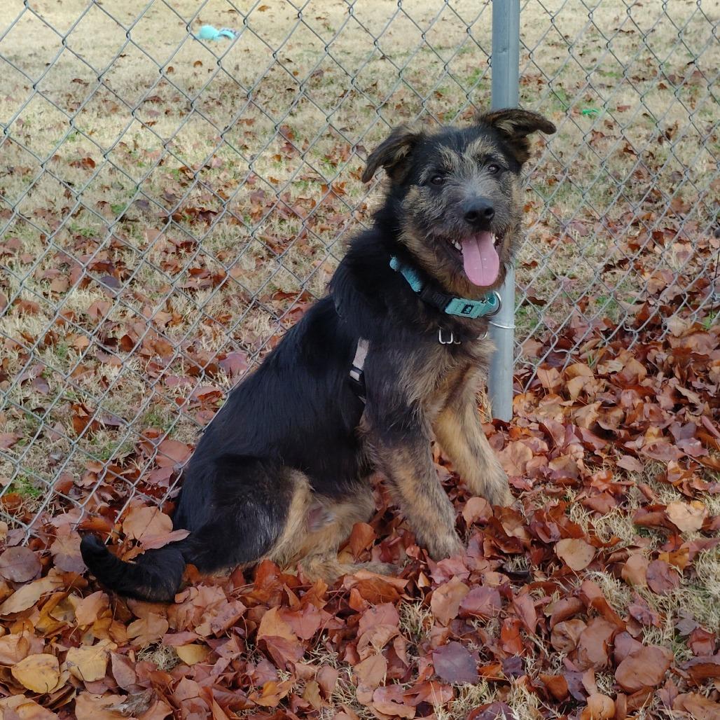 Enlarge Bagira, a Adoptable Mixed Breed in Tulsa, OK image 4/6