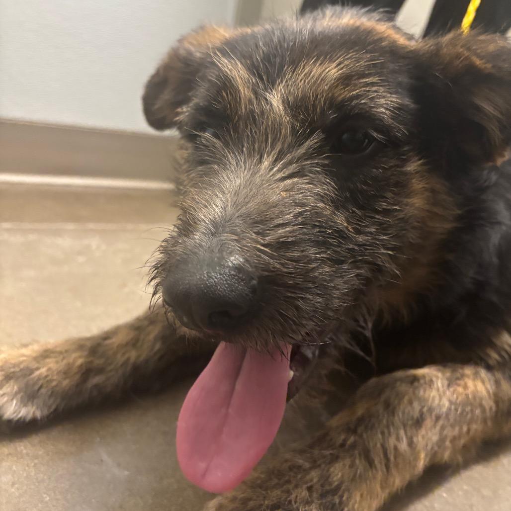 Enlarge Bagira, a Adoptable Mixed Breed in Tulsa, OK image 5/6