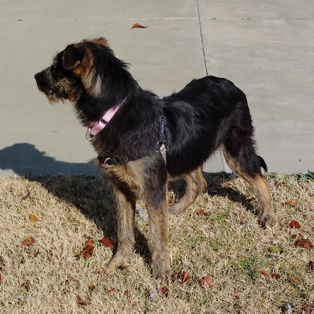 Enlarge Bagira, a Adoptable Mixed Breed in Tulsa, OK image 6/6