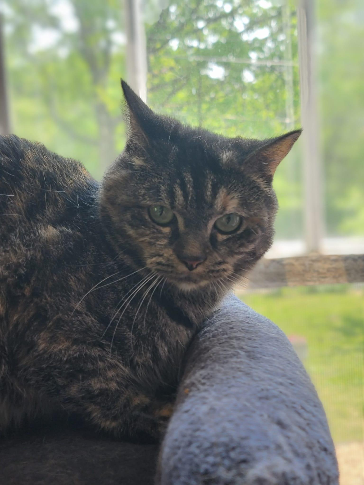 Missy, Adoptable, Adult Female Domestic Short Hair.