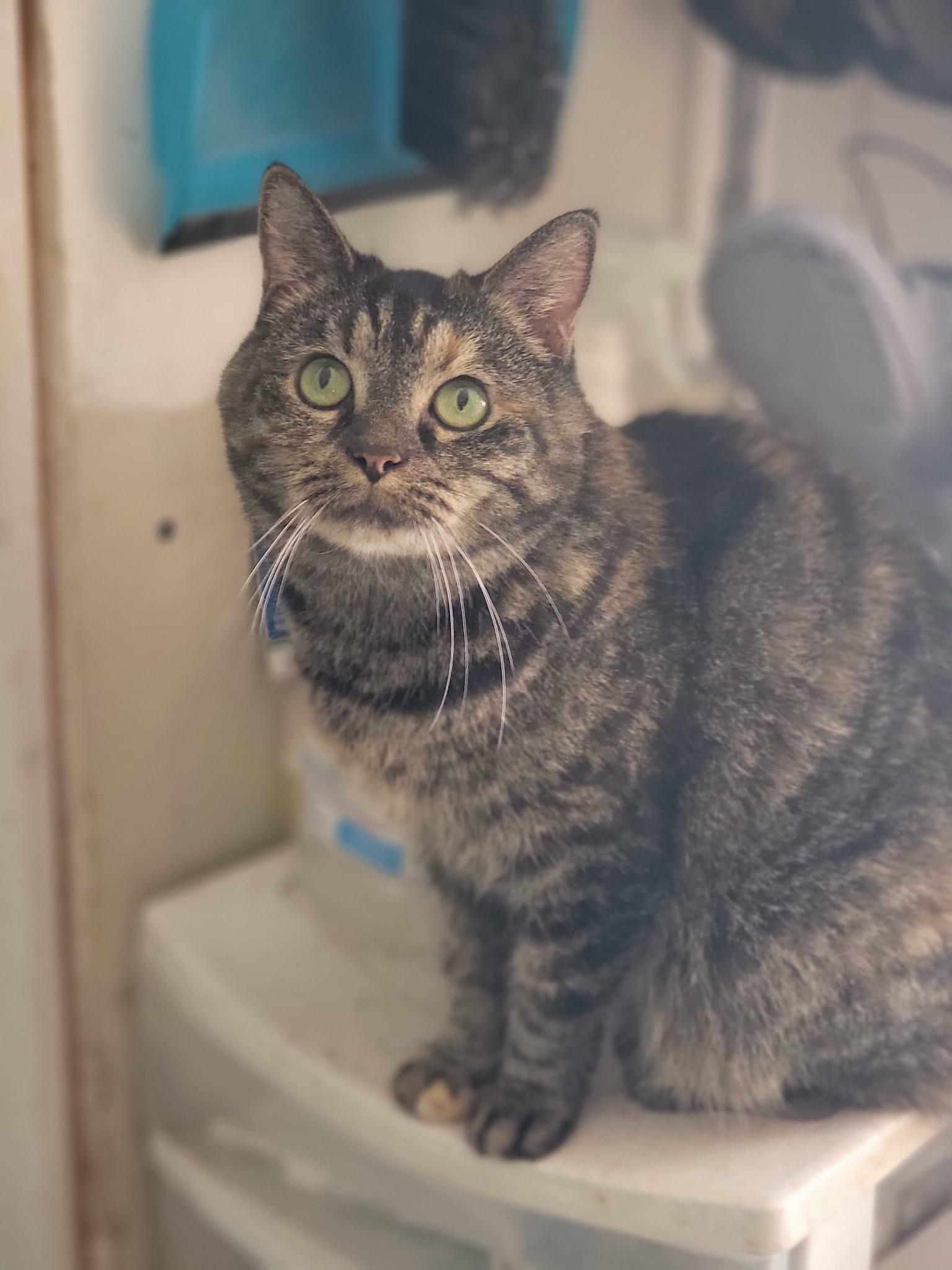 Missy, a Adoptable Domestic Short Hair in Niles, MI image 2/6