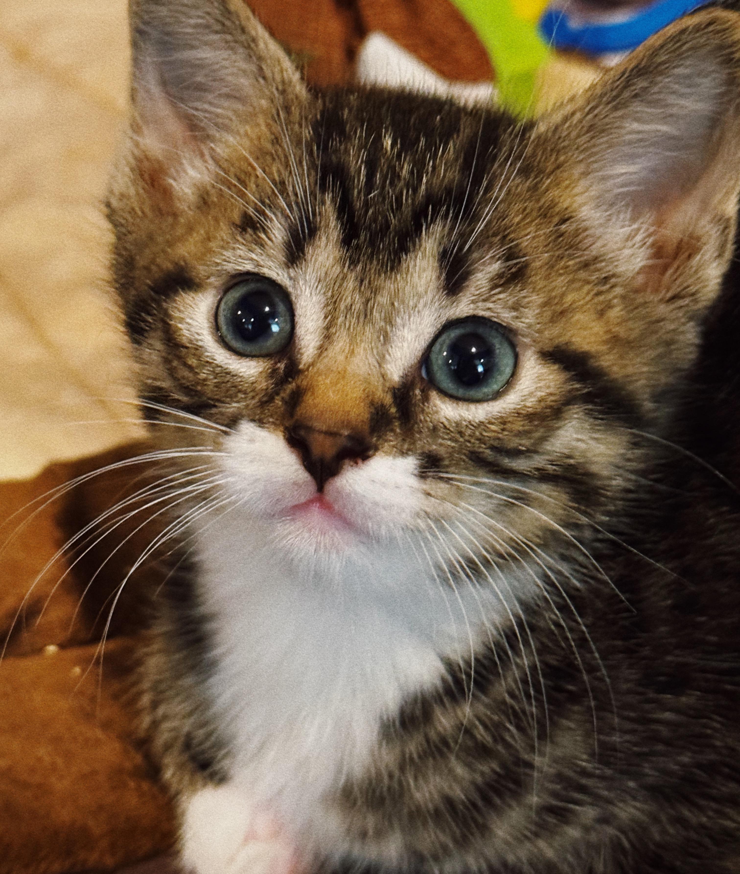 Enlarge Boots, a Adoptable Domestic Short Hair in Roberts Creek, BC image 2/3