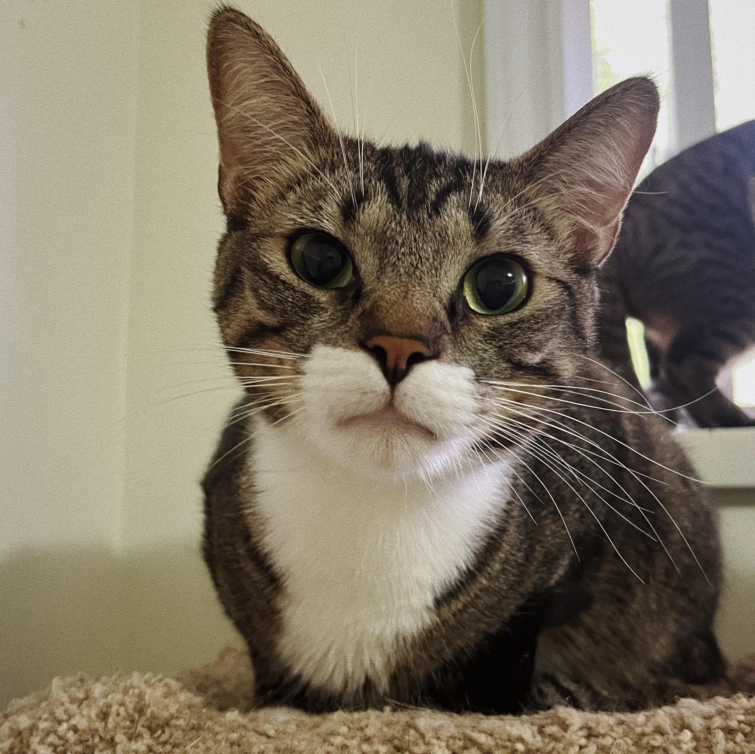 Boots, a Adoptable Domestic Short Hair in Roberts Creek, BC image 2/5