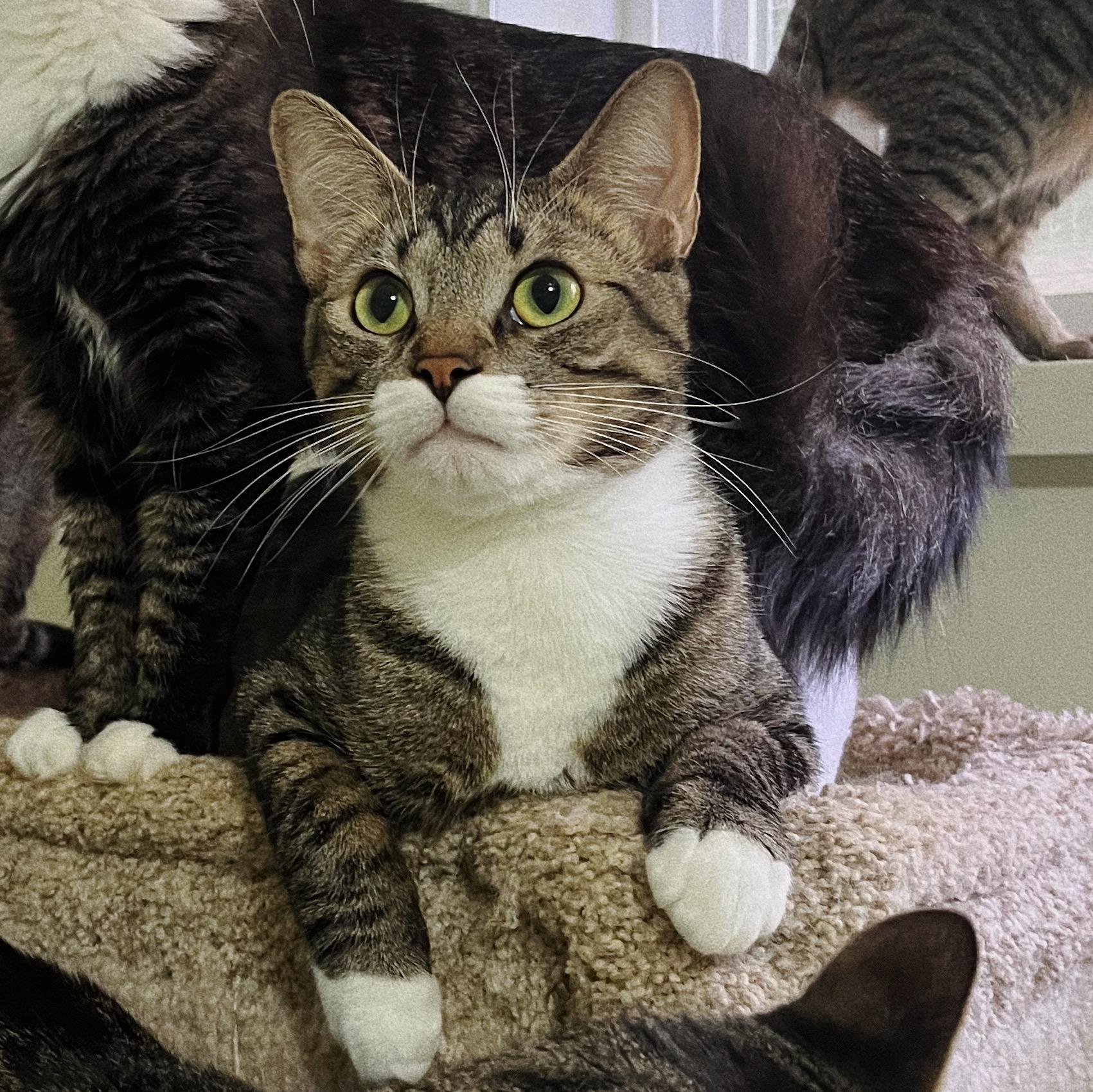 Boots, Adoptable, Kitten Male Domestic Short Hair.