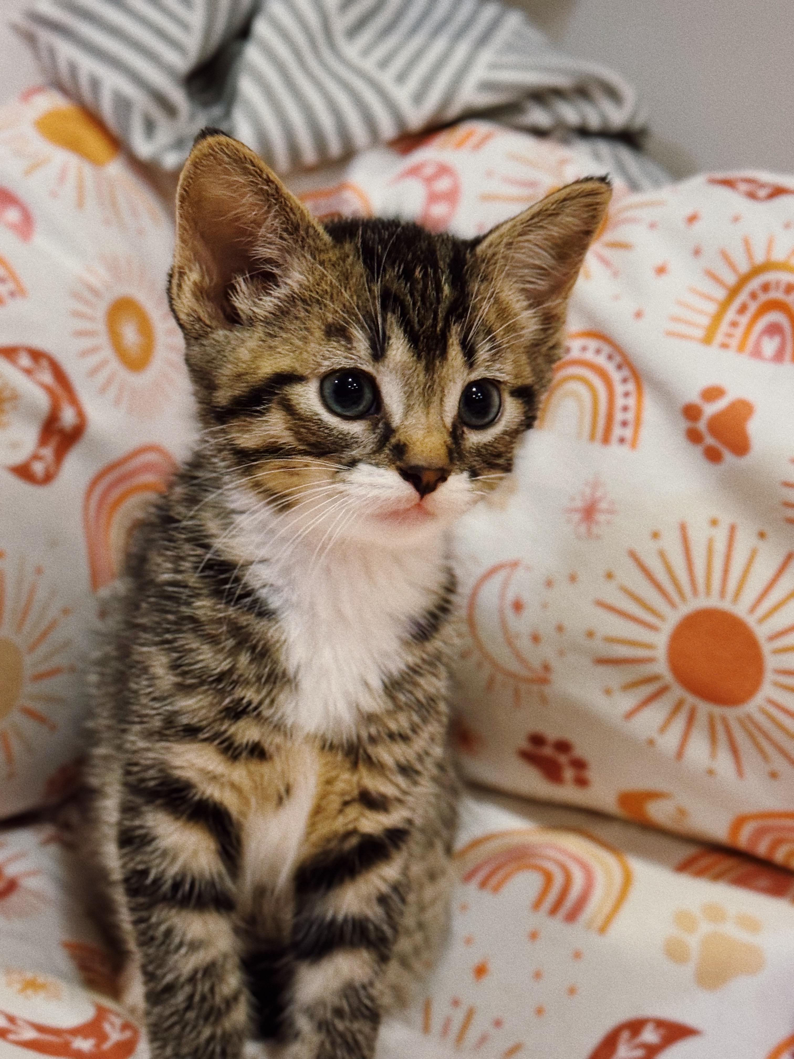 Enlarge Boots, a Adoptable Domestic Short Hair in Roberts Creek, BC image 3/3