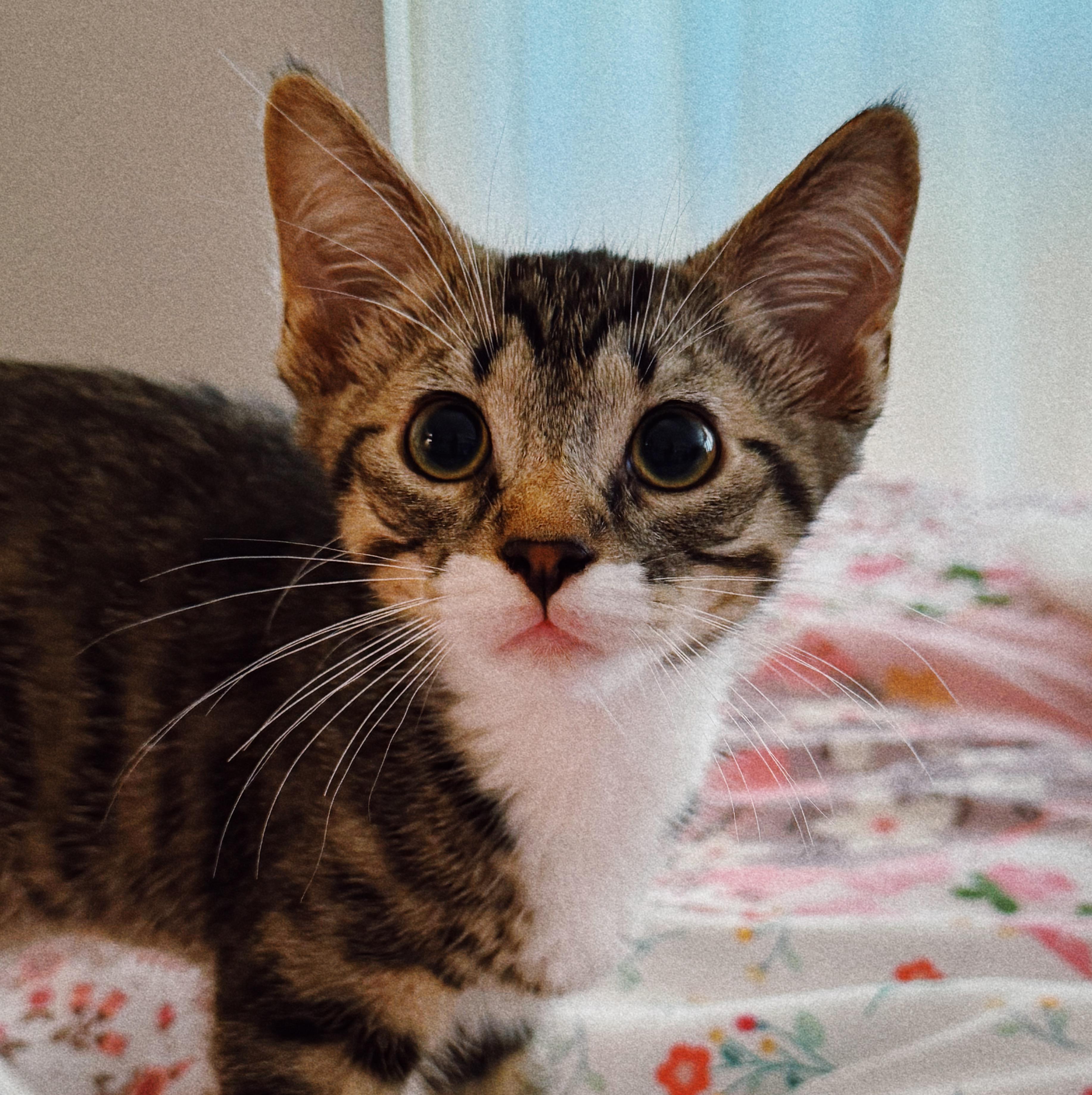 Boots, Adoptable, Kitten Male Domestic Short Hair.