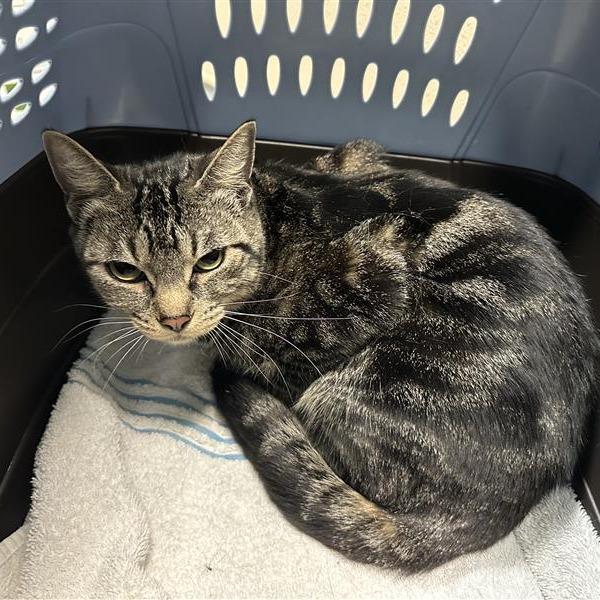 Rosemary, Adoptable, Adult Female Domestic Short Hair.