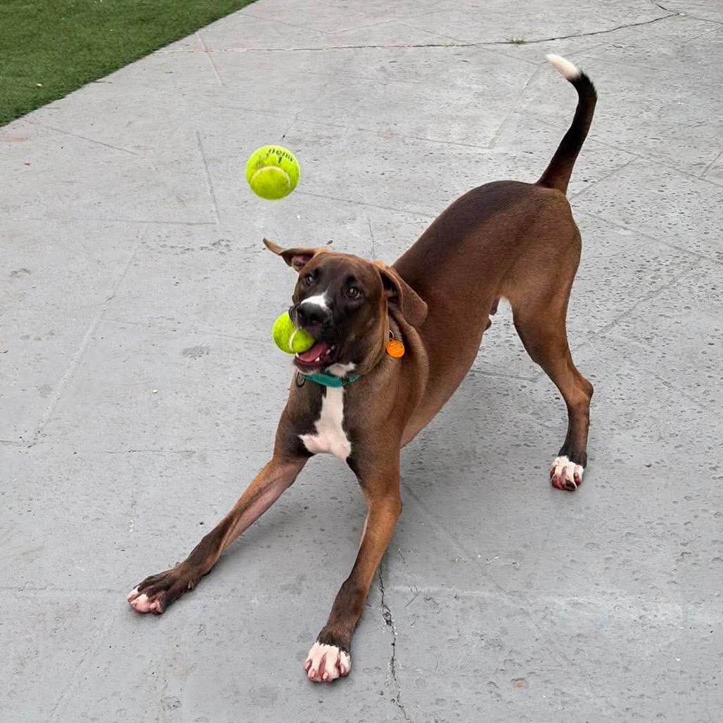 Moose (fka Partridge), Adoptable, Young Male Hound.