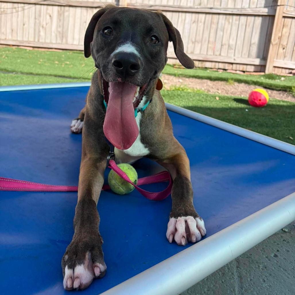 Enlarge Moose (fka Partridge), a Adoptable Hound in Seminole, FL image 2/5