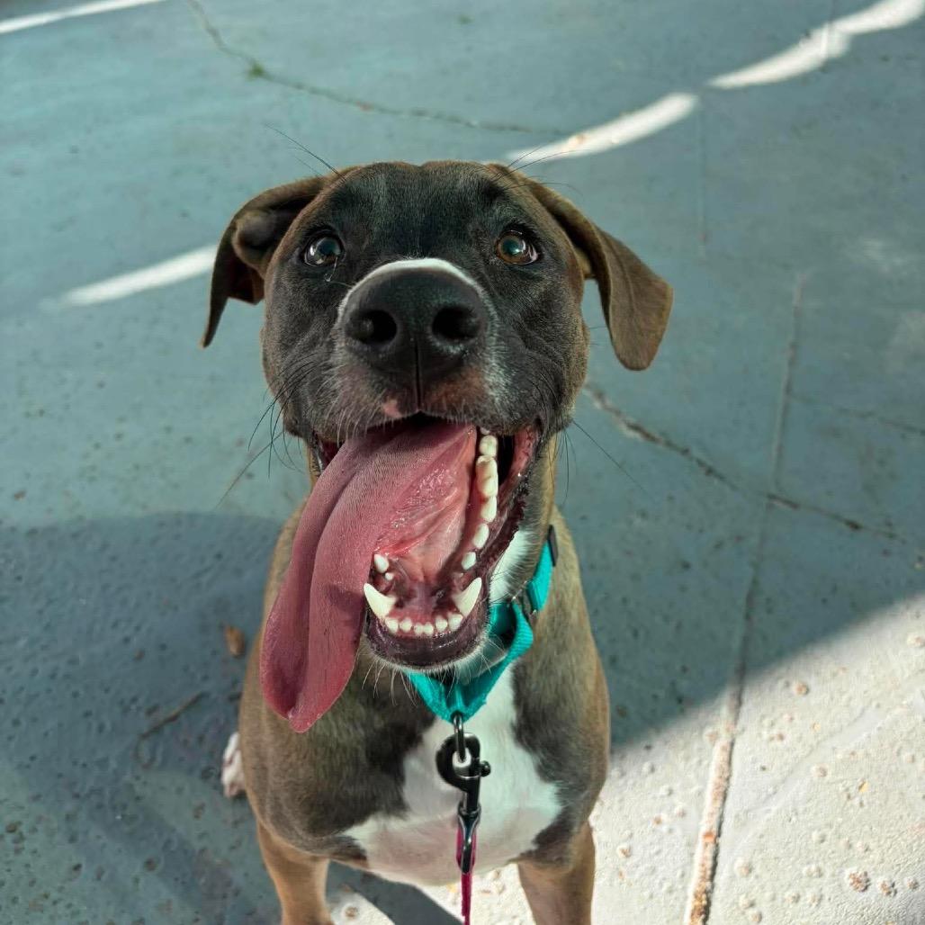 Enlarge Moose (fka Partridge), a Adoptable Hound in Seminole, FL image 3/5