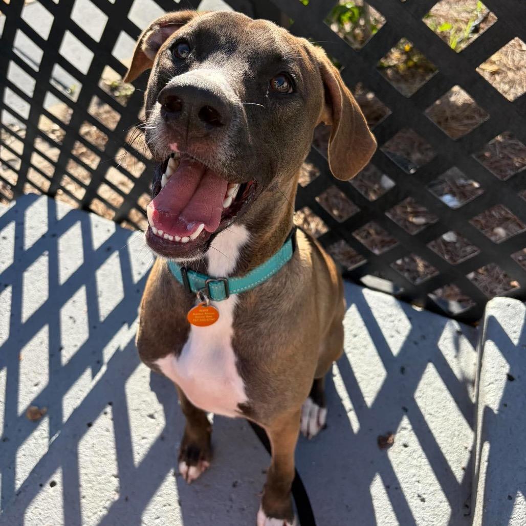 Enlarge Moose (fka Partridge), a Adoptable Hound in Seminole, FL image 4/5
