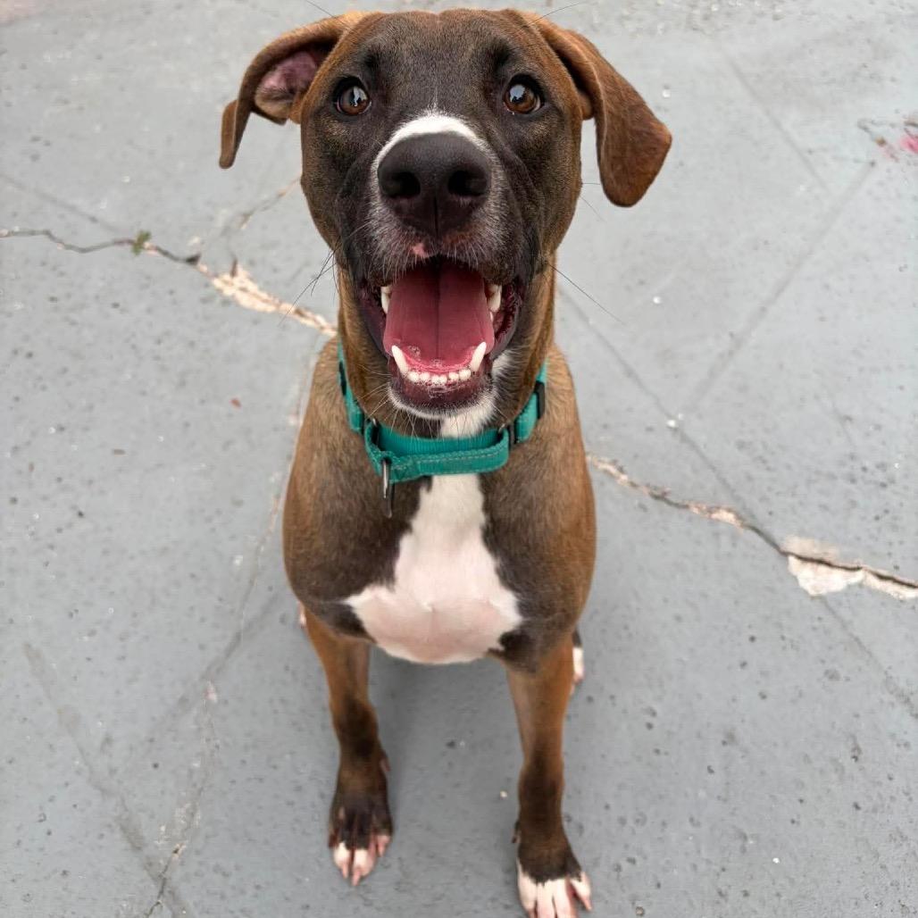 Enlarge Moose (fka Partridge), a Adoptable Hound in Seminole, FL image 5/5