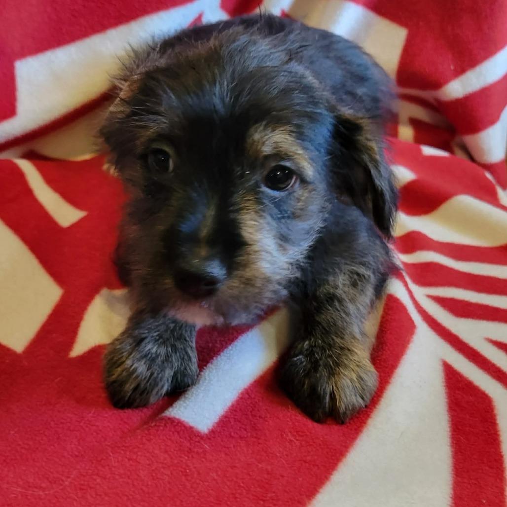 Pearl, Adoptable, Puppy Female Yorkshire Terrier.