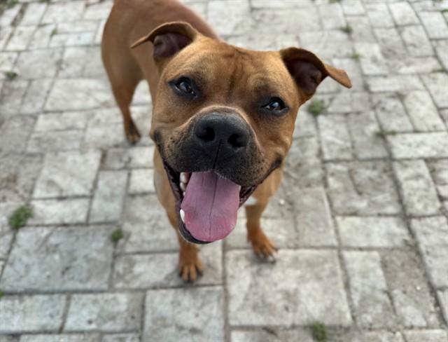 HUDSON, Adoptable, Adult Male Pit Bull Terrier & Mixed Breed.