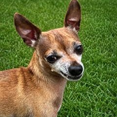 Bambi, Adoptable, Adult Female Chihuahua.
