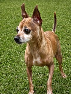Enlarge Bambi, a Adoptable Chihuahua in Ladson, SC image 2/3
