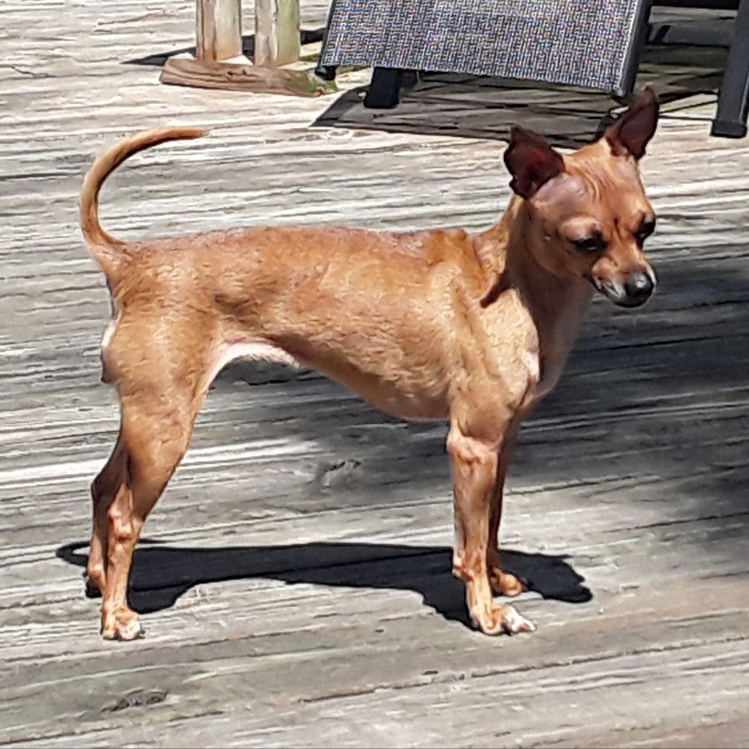 Bambi, a Adoptable Chihuahua in Ladson, SC image 2/2