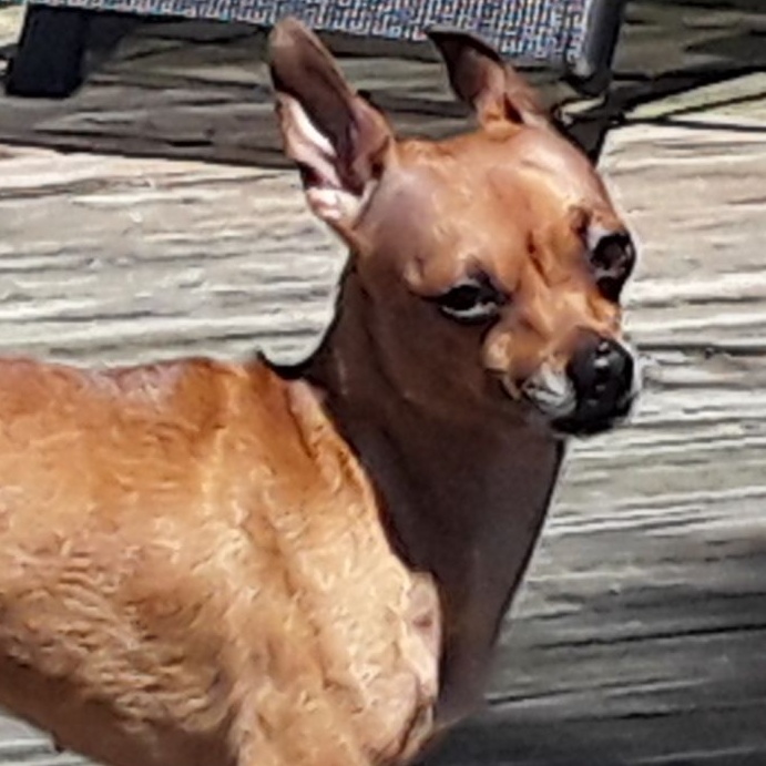 Bambi, a Adoptable Chihuahua in Ladson, SC image 1/2