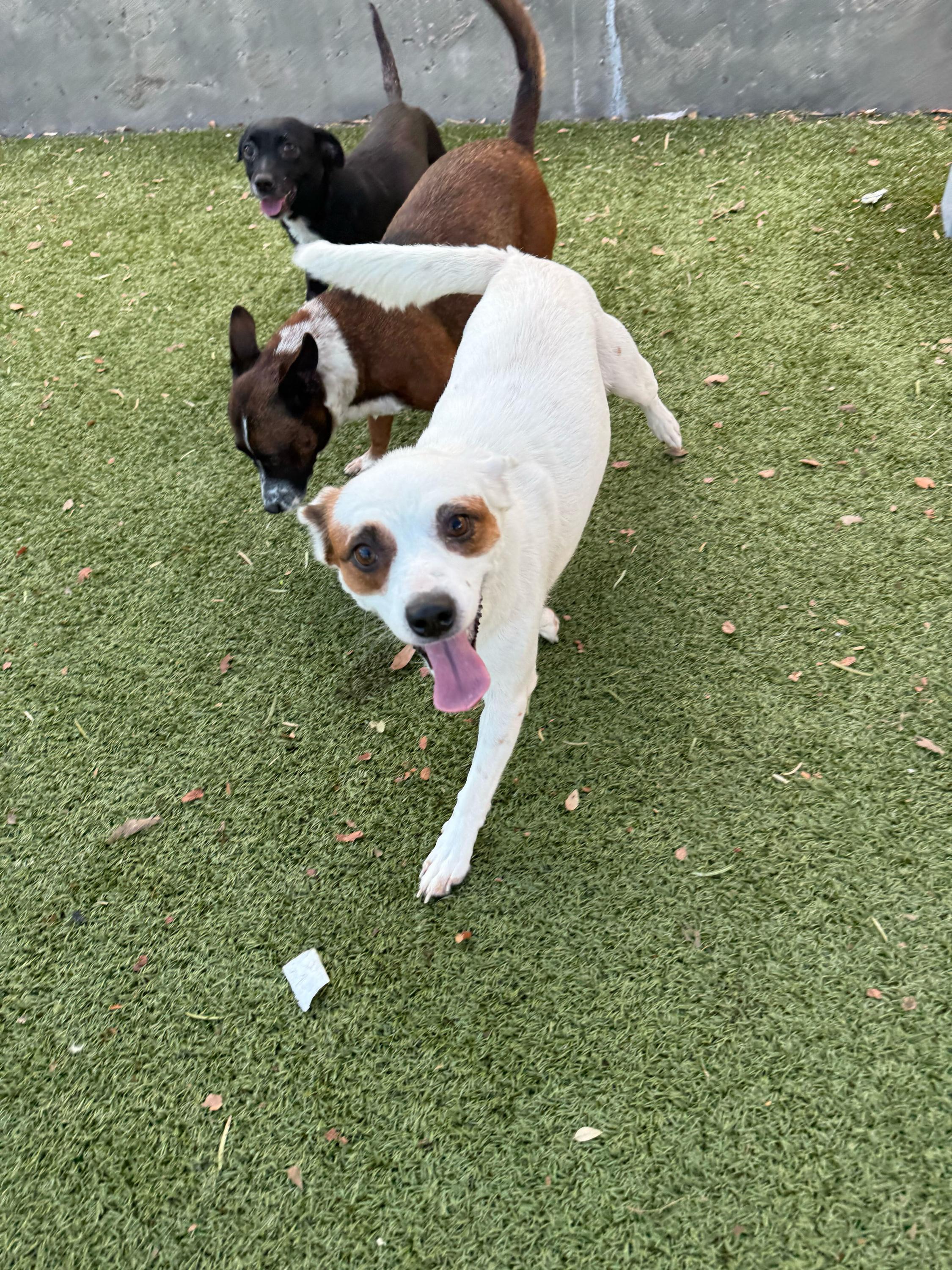 Enlarge Skyla, a Adoptable mixed breed in Portland, ME image 1/4