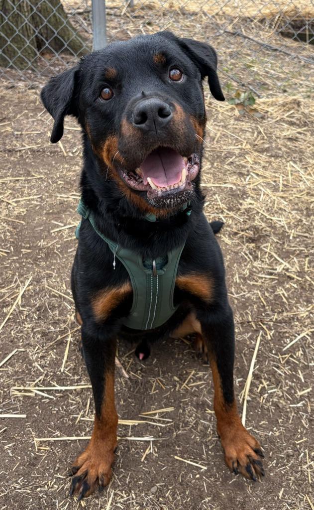 Luka, Adoptable, Adult Male Rottweiler.