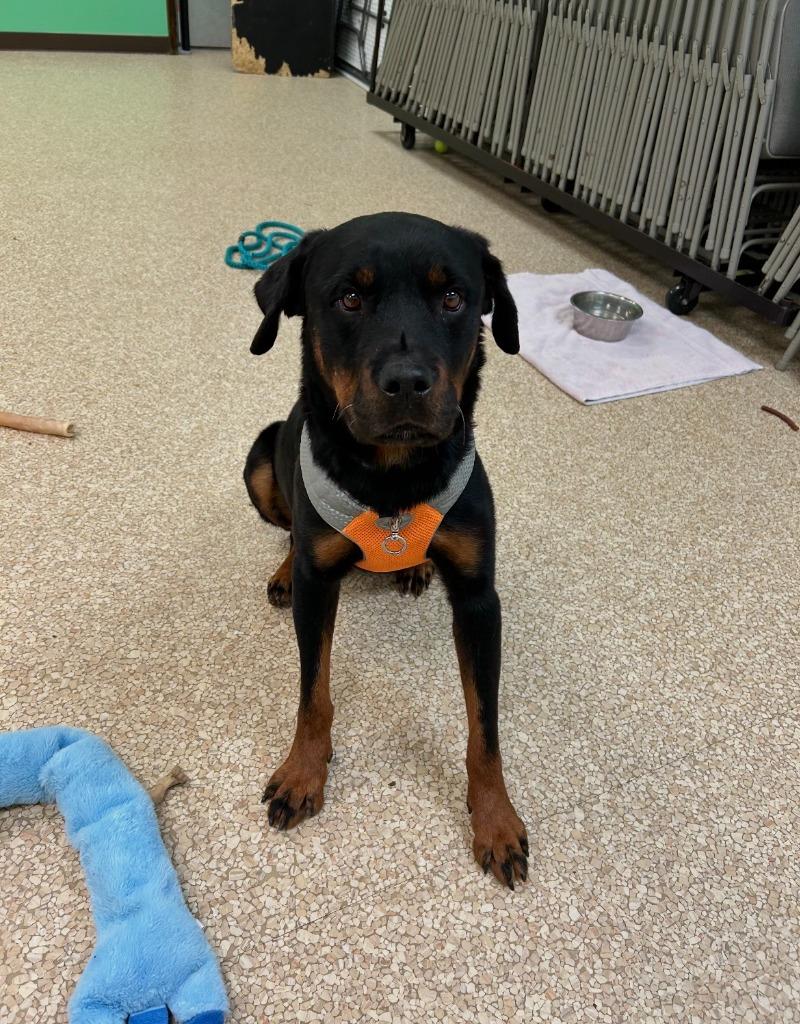 Enlarge Luka, a Adoptable mixed breed in Utica, MI image 2/6