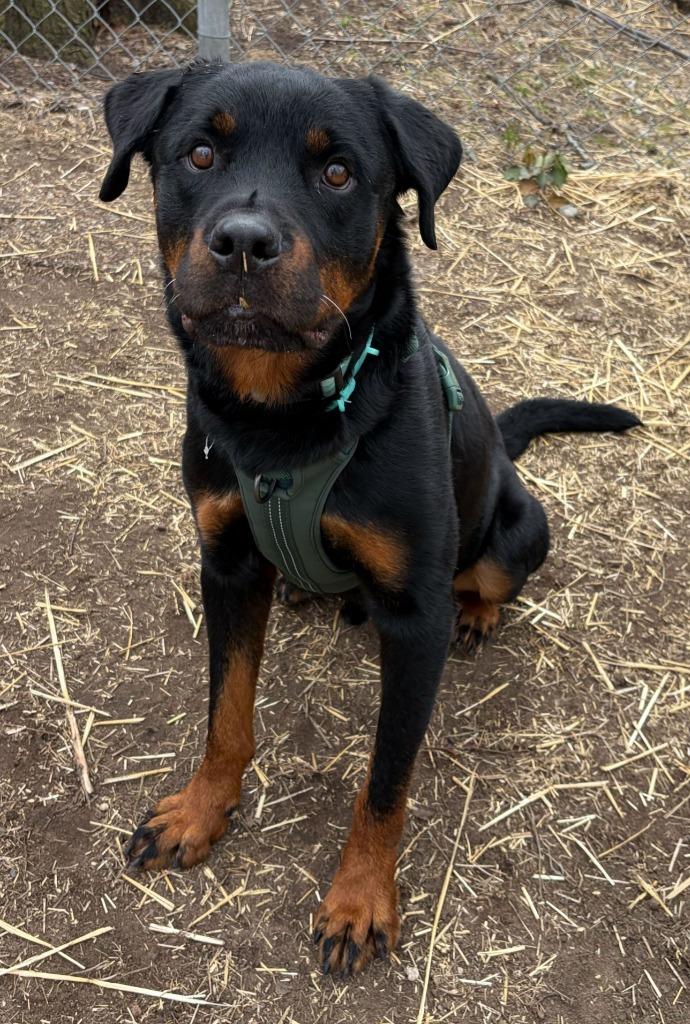 Enlarge Luka, a Adoptable mixed breed in Utica, MI image 3/6