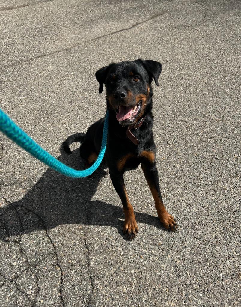 Enlarge Luka, a Adoptable mixed breed in Utica, MI image 4/6