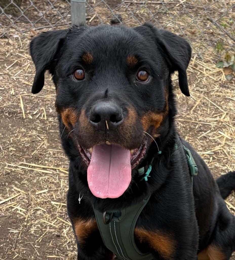 Enlarge Luka, a Adoptable mixed breed in Utica, MI image 5/6