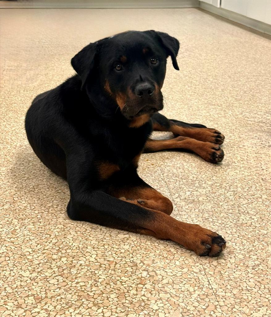 Enlarge Luka, a Adoptable mixed breed in Utica, MI image 6/6