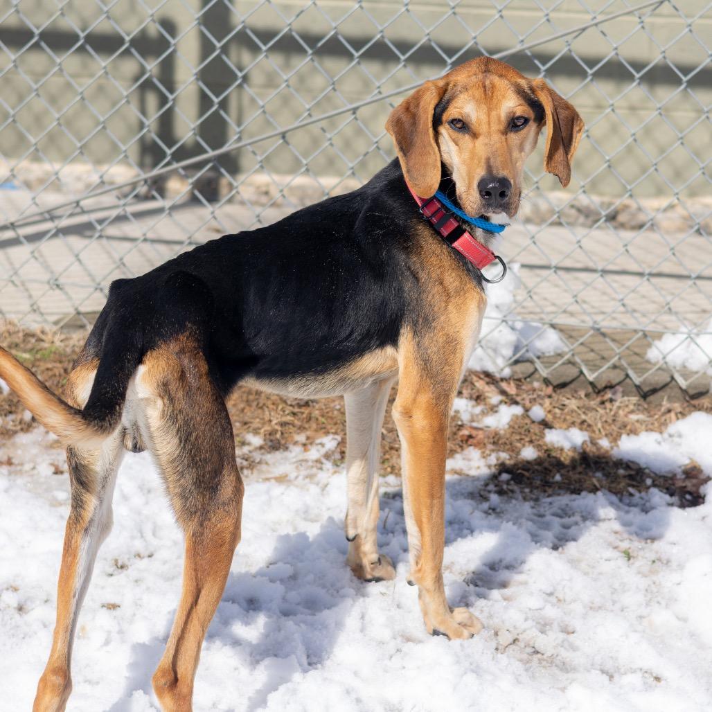 Winston — thumbnail 2