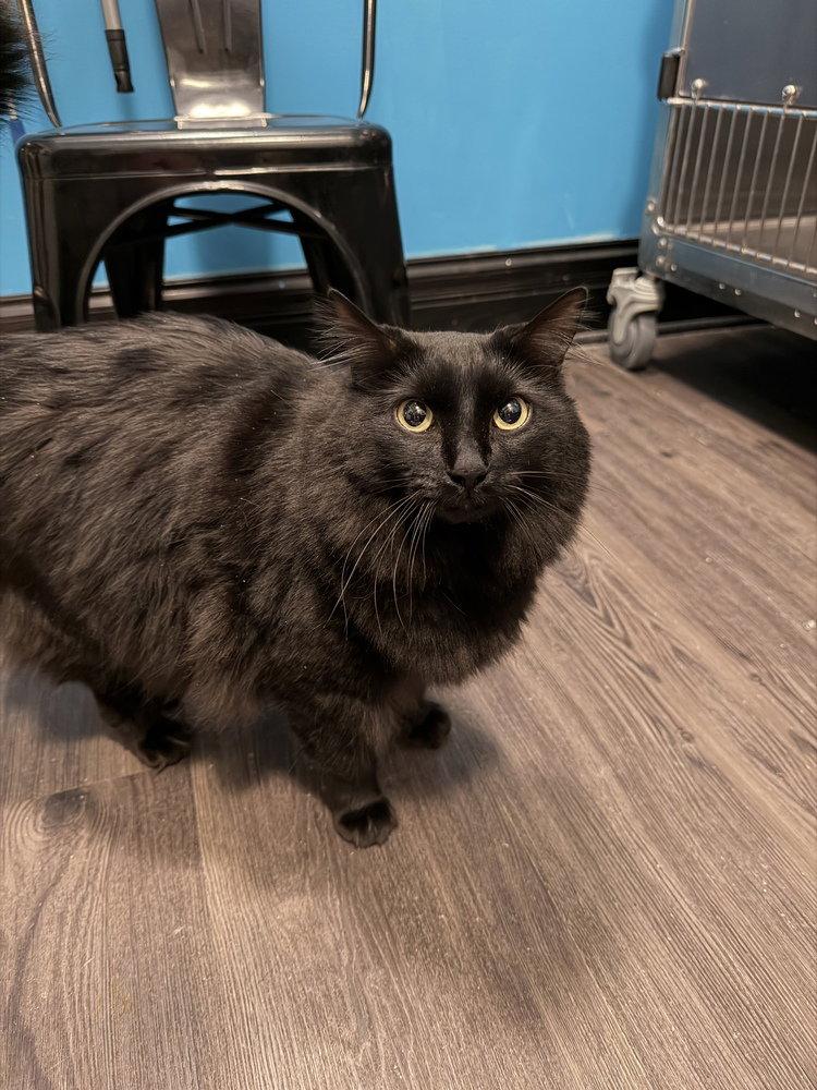 Enlarge Phantom, a Adoptable Domestic Medium Hair in O'Fallon, MO image 1/1
