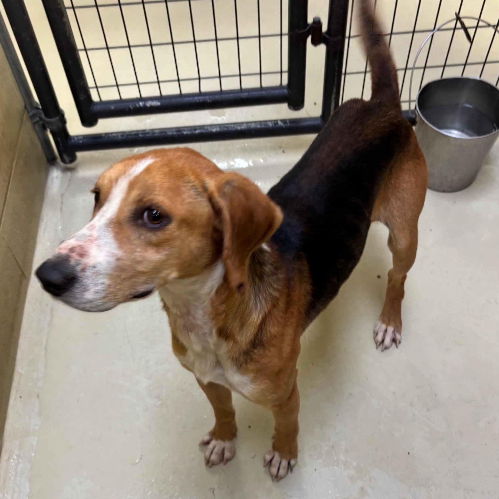 Henry James, Adult Male Hound