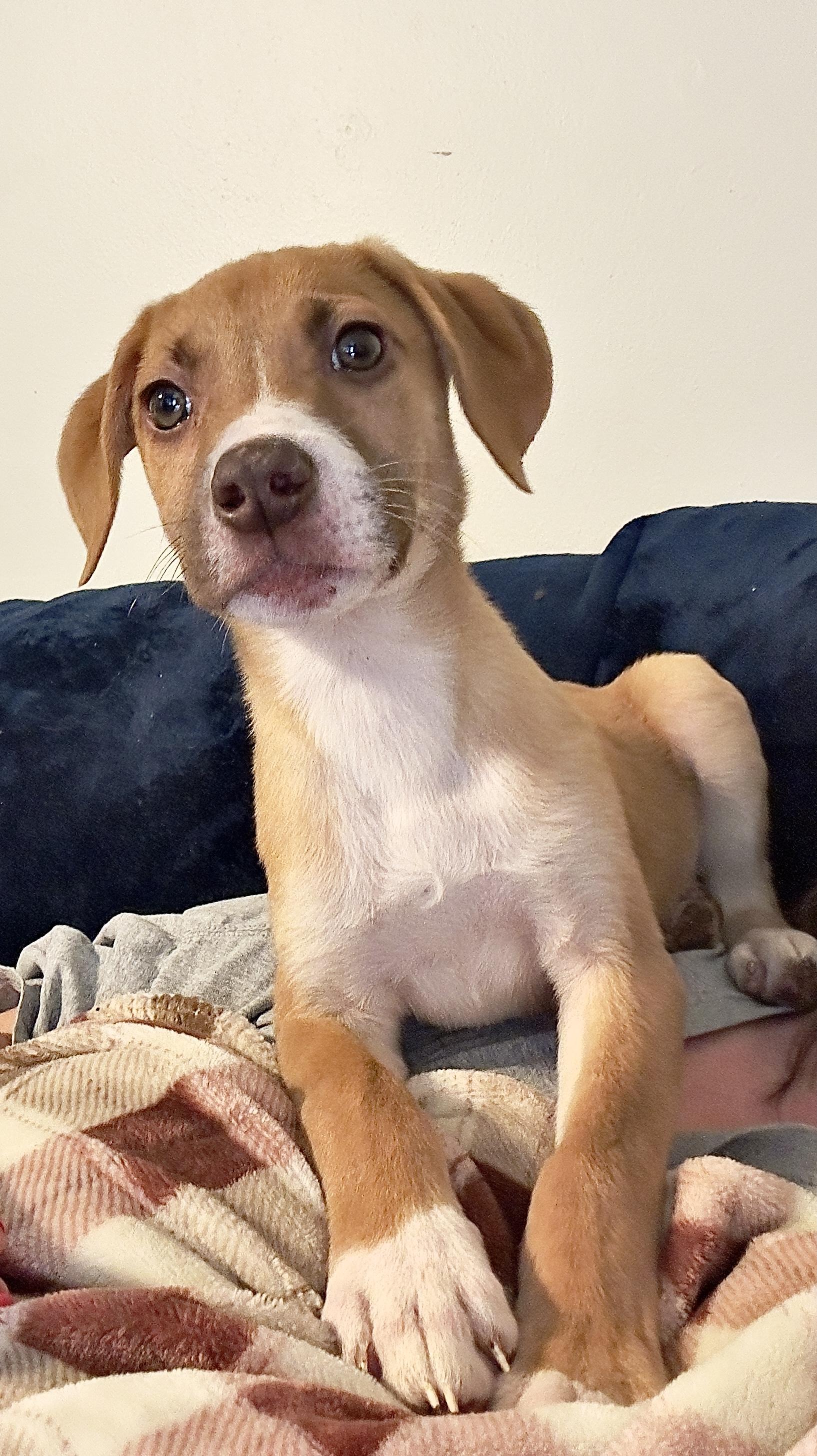 Albert, Adoptable, Young Male Beagle & Black Mouth Cur.