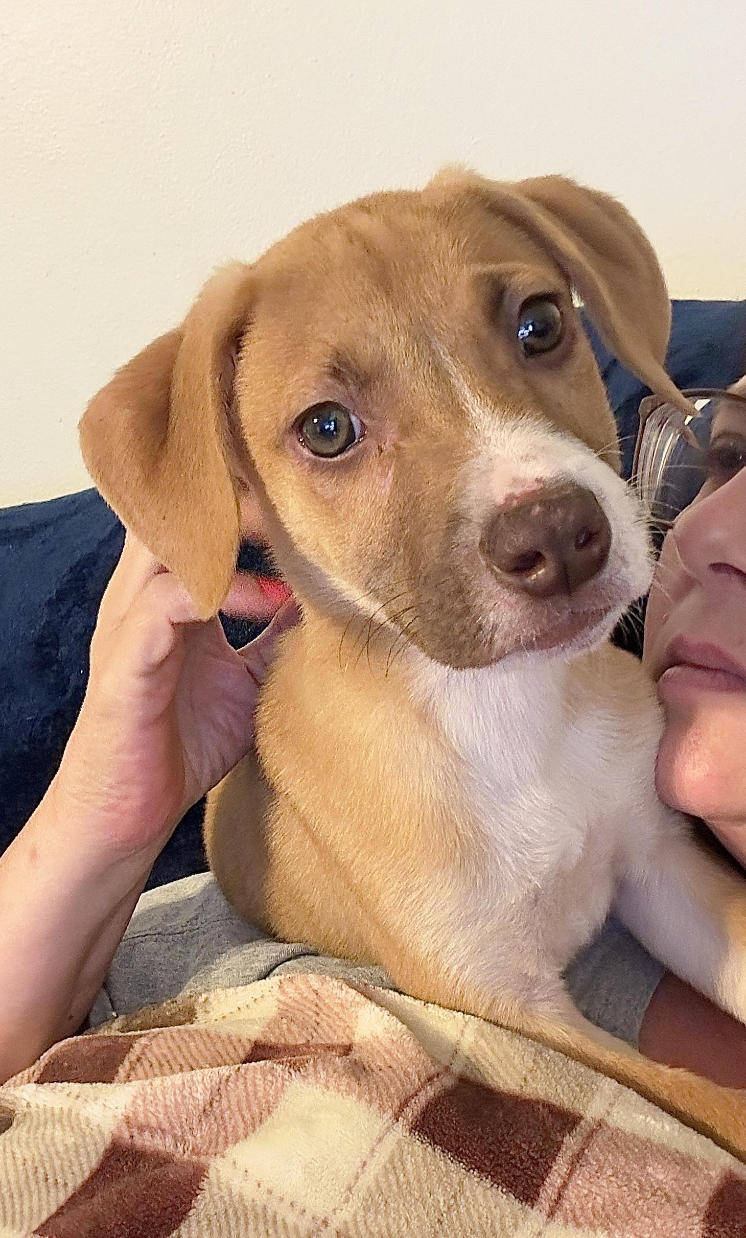 Enlarge Albert, a Adoptable mixed breed in Florissant, MO image 2/6