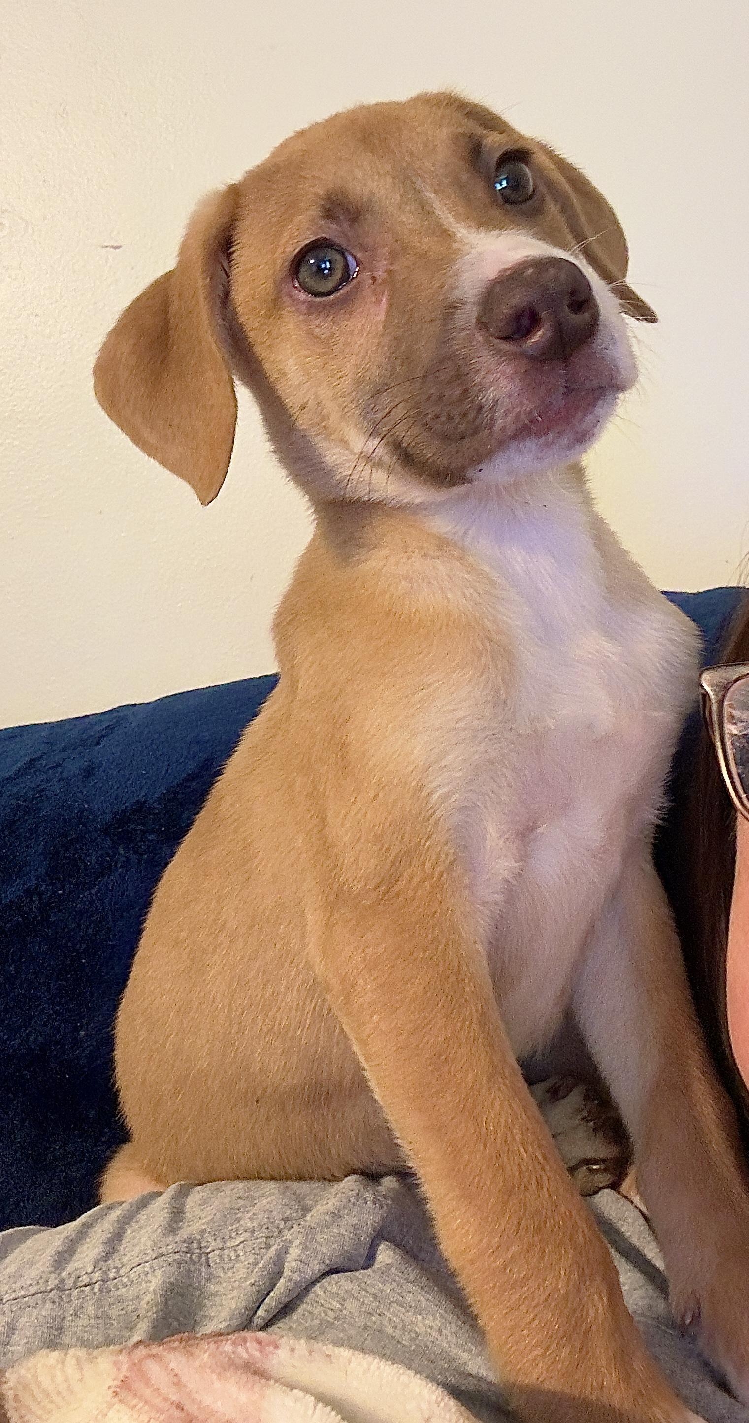 Enlarge Albert, a Adoptable mixed breed in Florissant, MO image 3/6