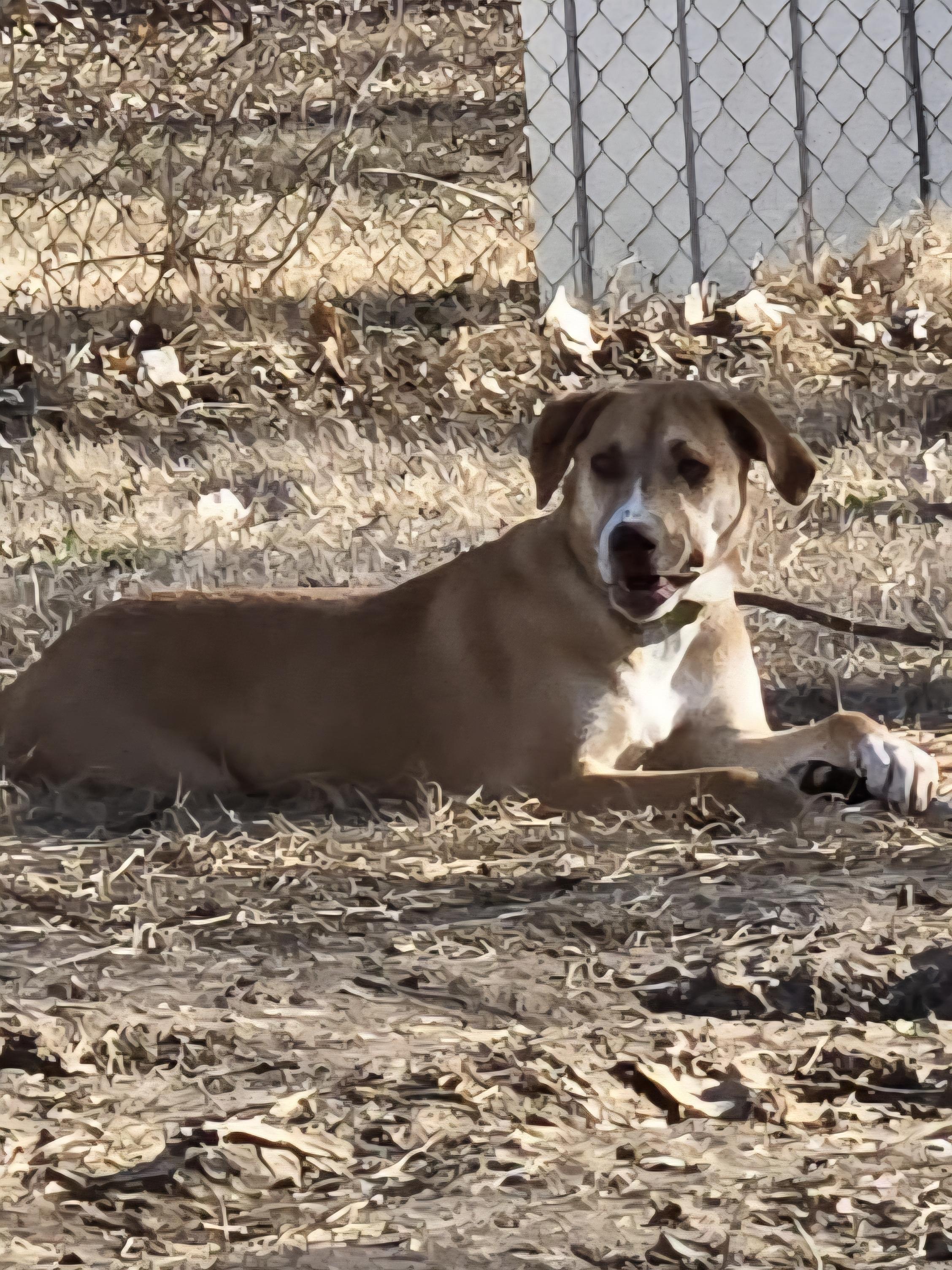 Enlarge Albert, a Adoptable mixed breed in Florissant, MO image 2/6