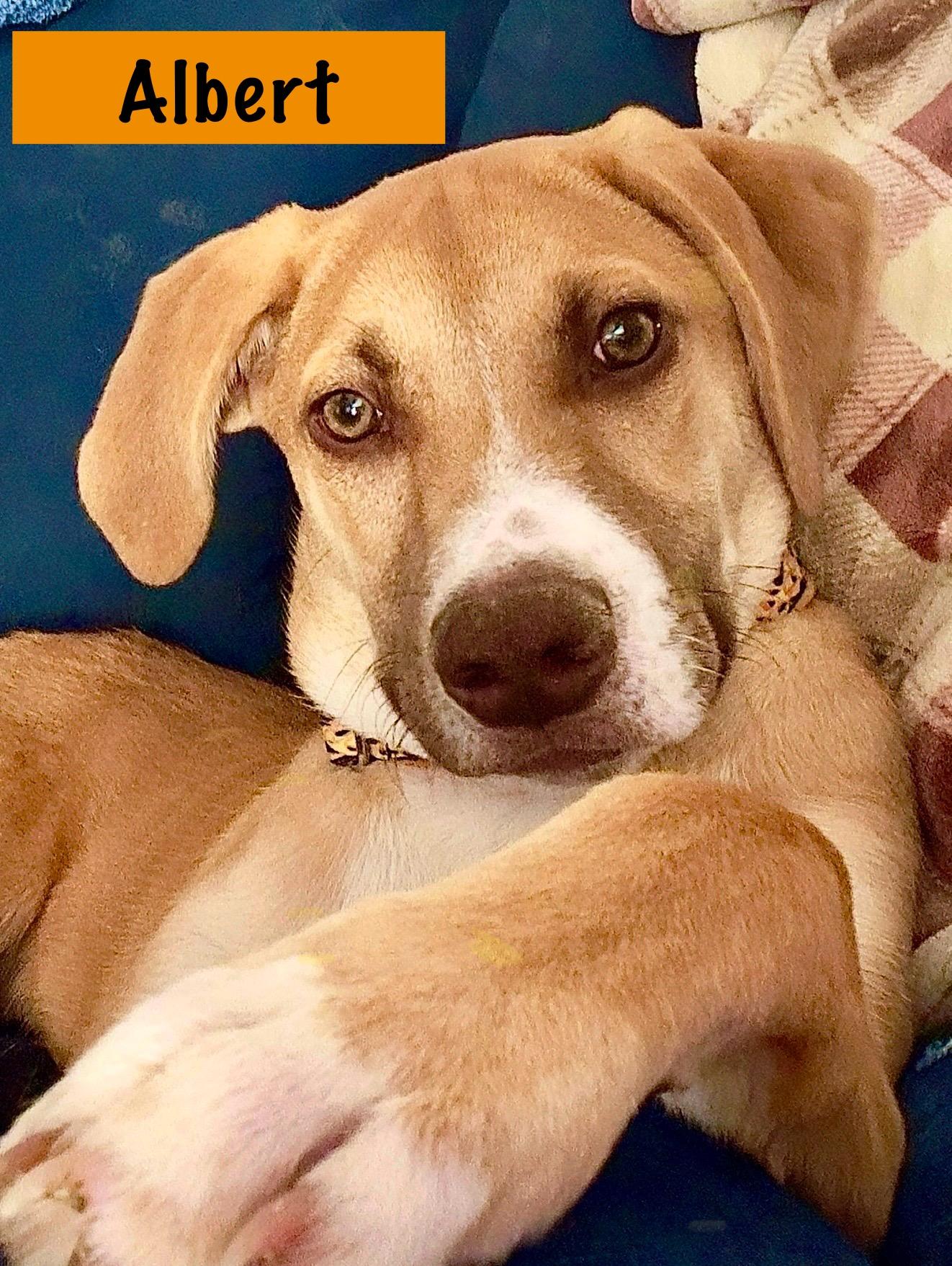 Enlarge Albert, a Adoptable mixed breed in Florissant, MO image 4/6