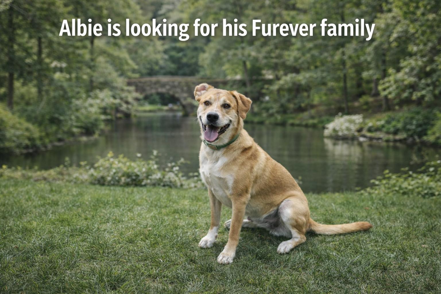 Enlarge Albert, a Adoptable mixed breed in Florissant, MO image 3/6