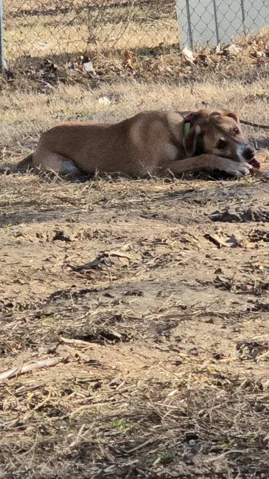 Enlarge Albert, a Adoptable mixed breed in Florissant, MO image 4/6