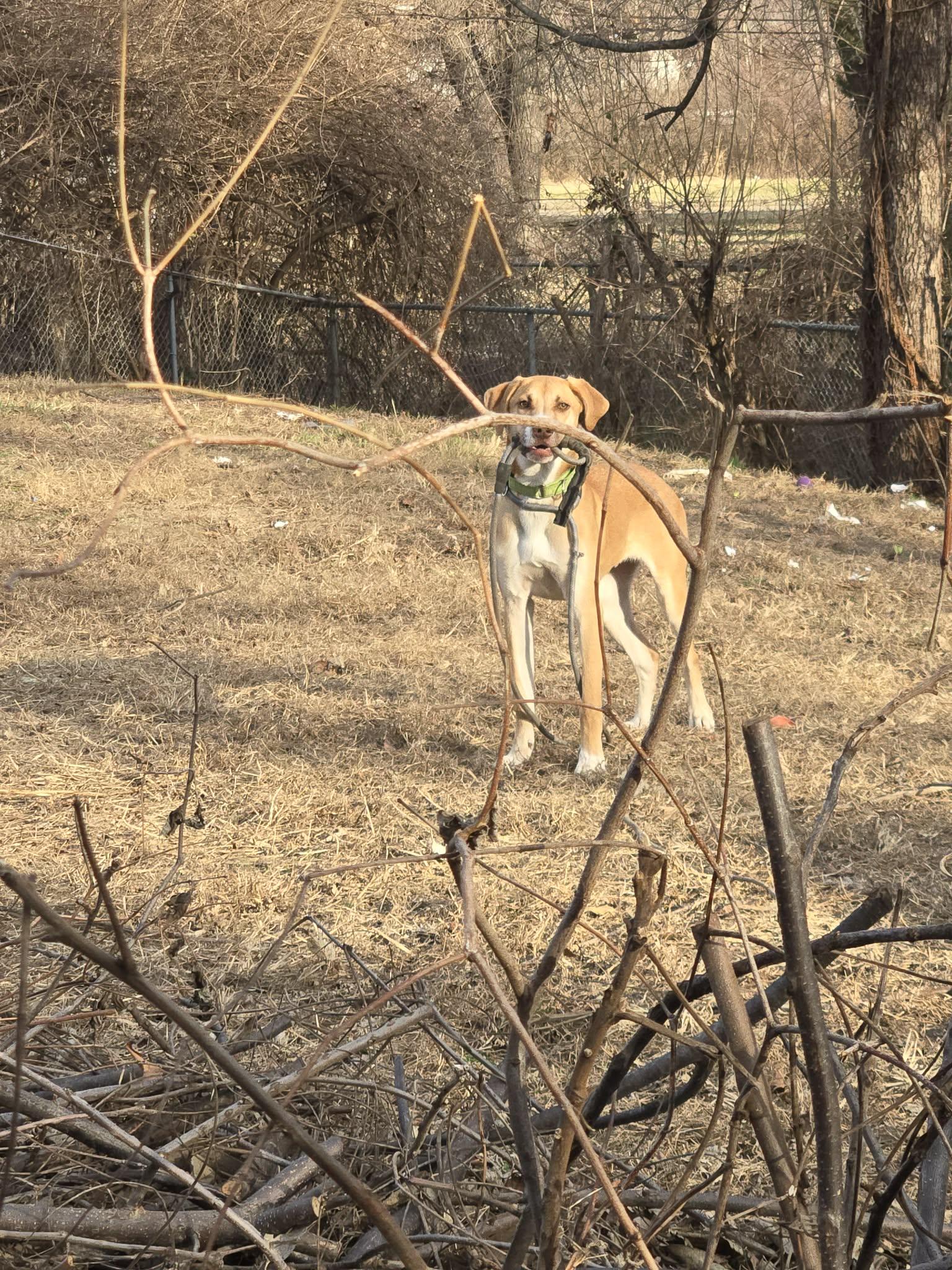 Enlarge Albert, a Adoptable mixed breed in Florissant, MO image 5/6