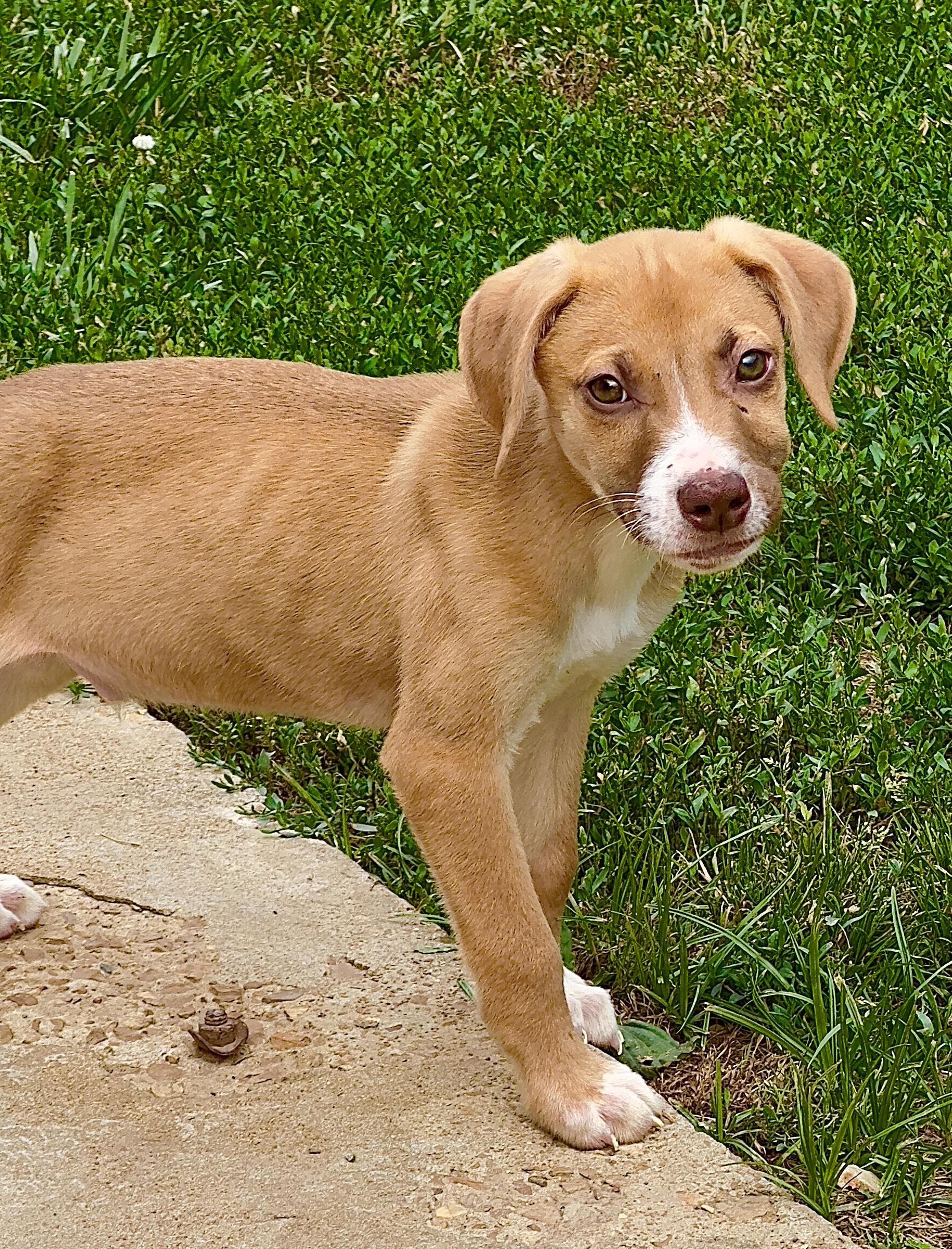 Enlarge Albert, a Adoptable mixed breed in Florissant, MO image 5/6