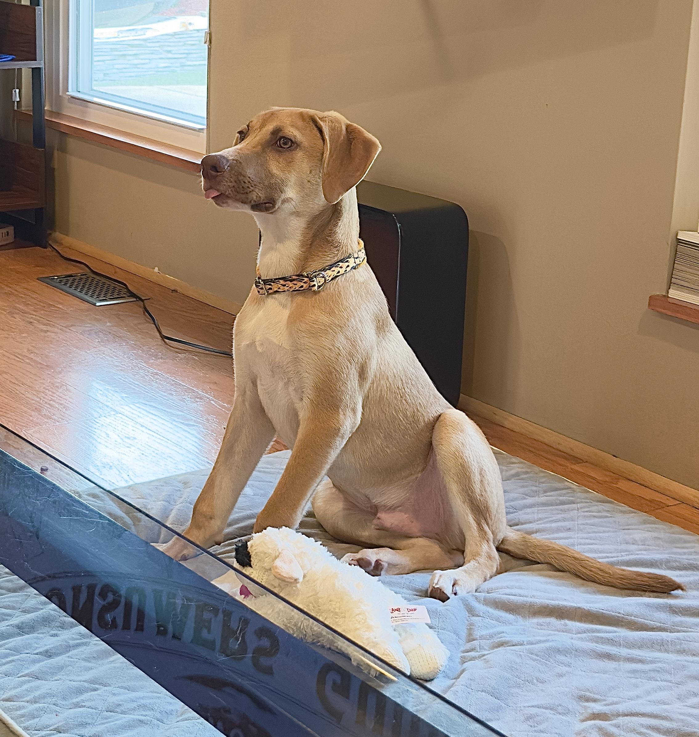 Enlarge Albert, a Adoptable mixed breed in Florissant, MO image 6/6