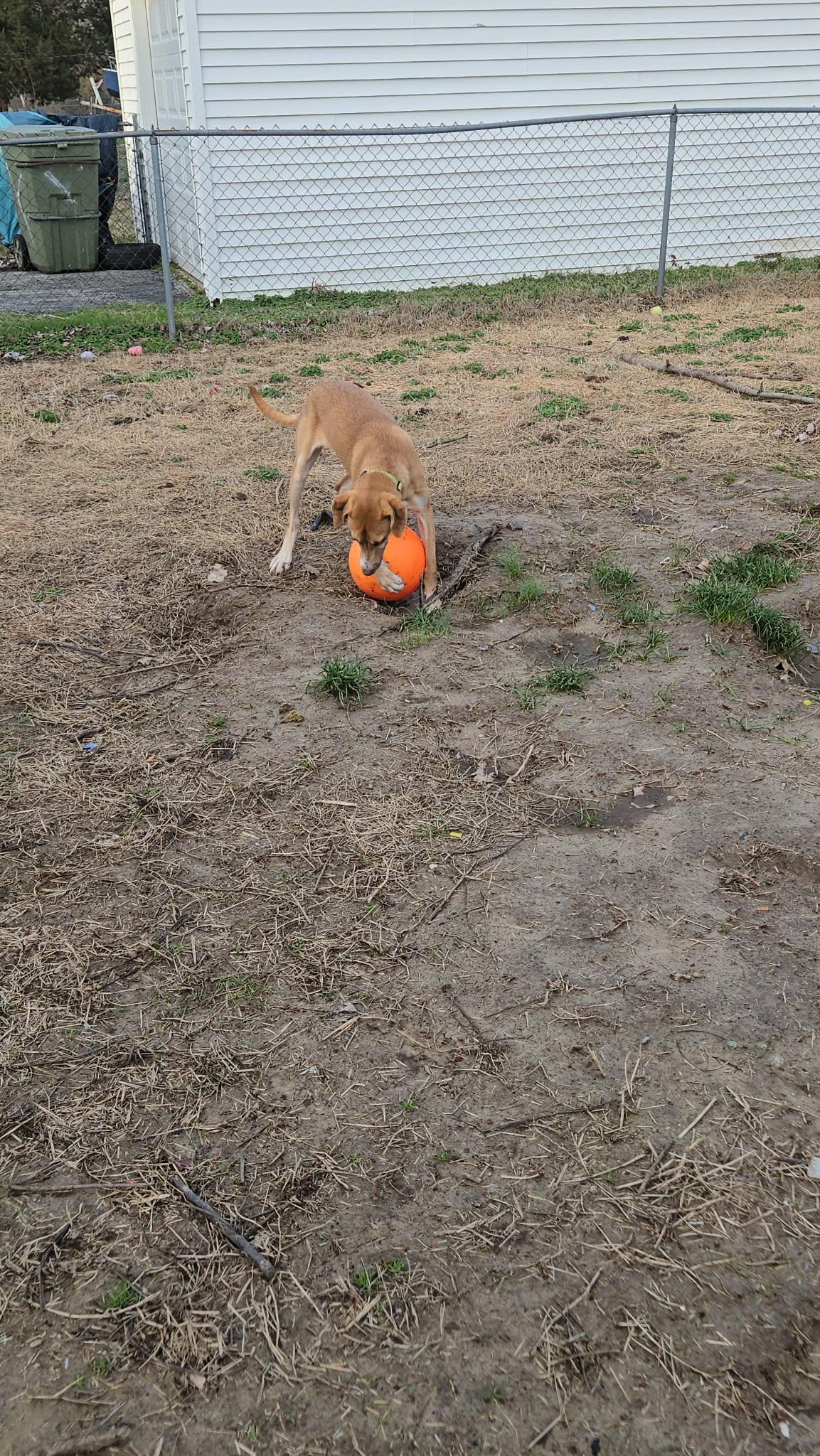 Enlarge Albert, a Adoptable mixed breed in Florissant, MO image 6/6